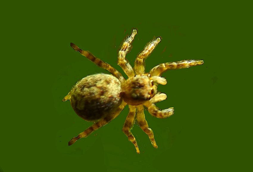 Pseudeuophrys cfr. vafra -  Pontedecimo (GE)